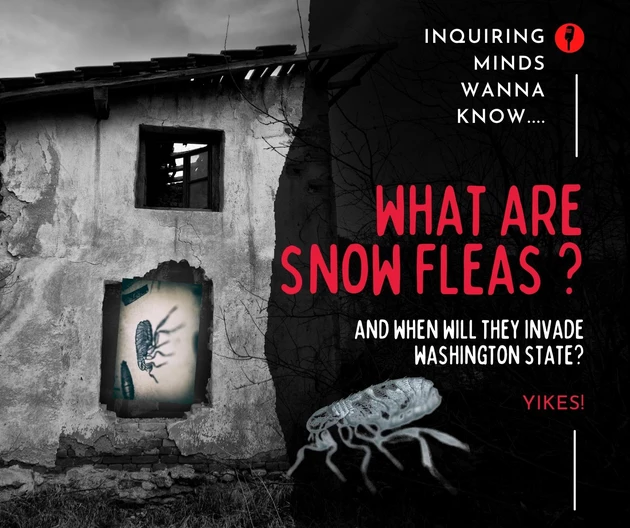 What are snow fleas and do they bite?