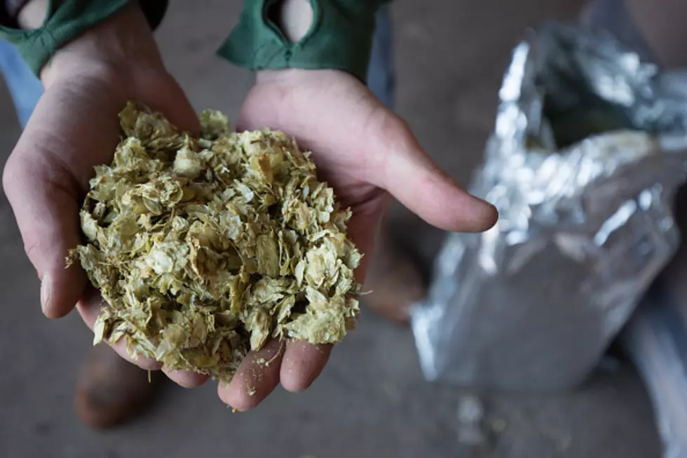 Freshly Cut Hops Smell So Good — Fresh Hop Ale Fest Is Going To Be Fun