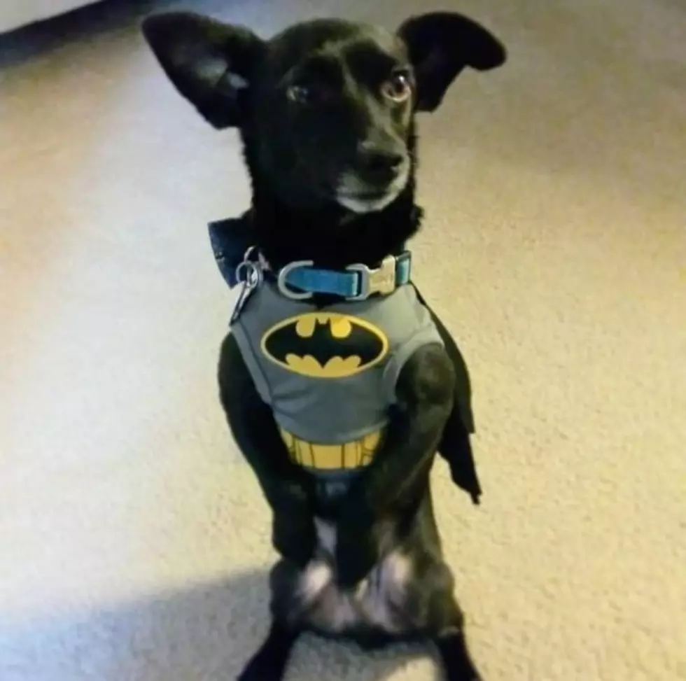 The Cutest Pets in Washington Celebrating National Dress up Your pet day